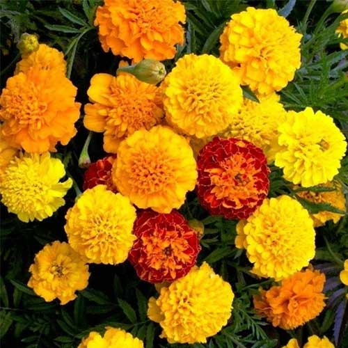 Marigold French Gulzafri Mix Seeds