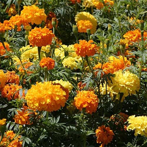 Marigold Pusa Narangi Mix Seeds