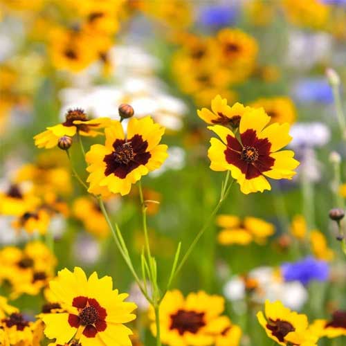 Calliopsis Tinctoria Mix Seeds