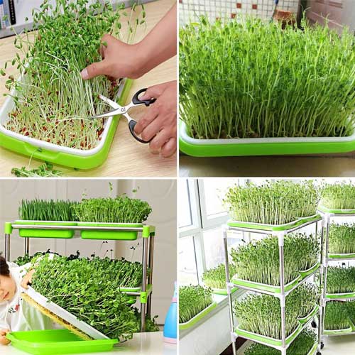 Microgreens Growing Trays Sprouter Tray 