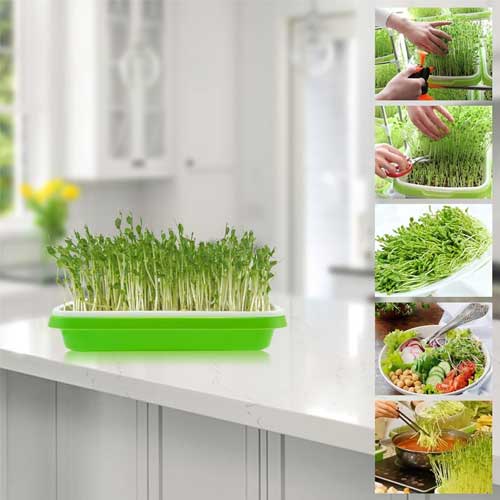 Microgreens Growing Trays Sprouter Tray 