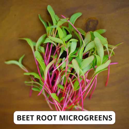 Beetroot Microgreen Seeds
