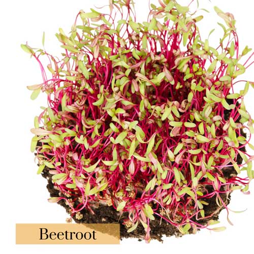 Beetroot Microgreen Seeds