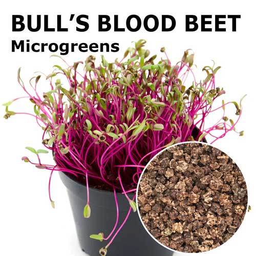 Beetroot Bull’s Blood Microgreen Seeds