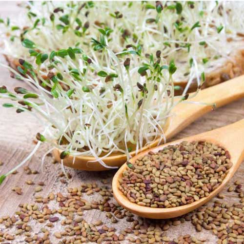 Alfalfa Microgreen Seeds