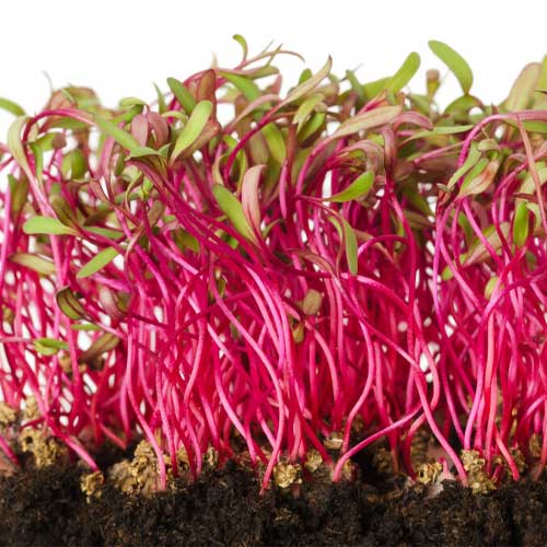 Beetroot Bull’s Blood Microgreen Seeds