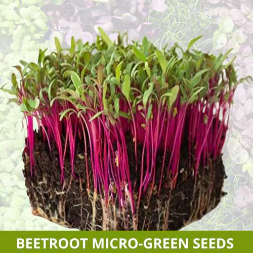 Beetroot Microgreen Seeds