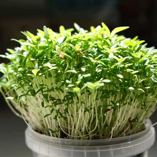 Amaranthus Green Microgreen Seeds