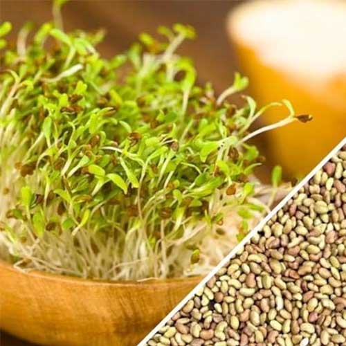 Alfalfa Microgreen Seeds