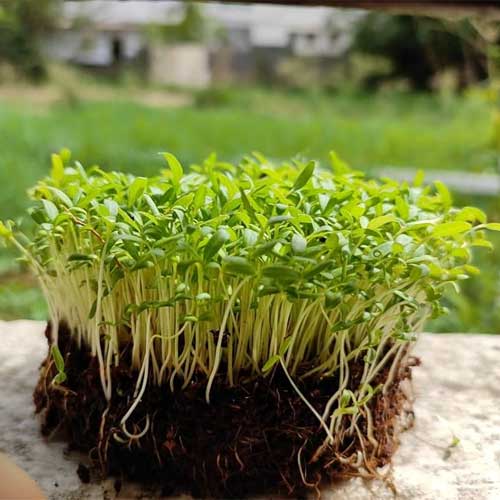 Amaranthus Green Microgreen Seeds