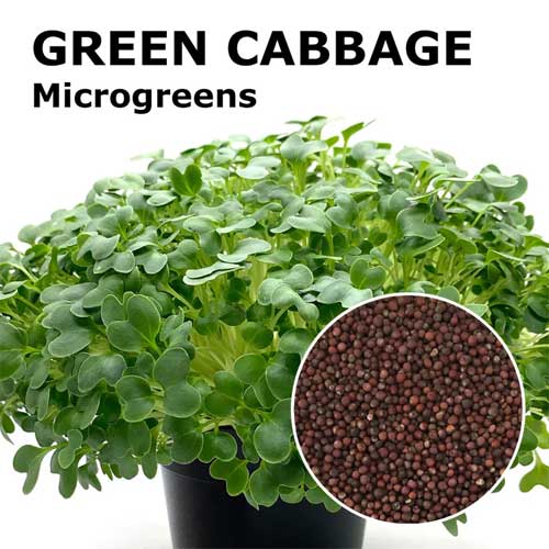 Cabbage Microgreen Seeds