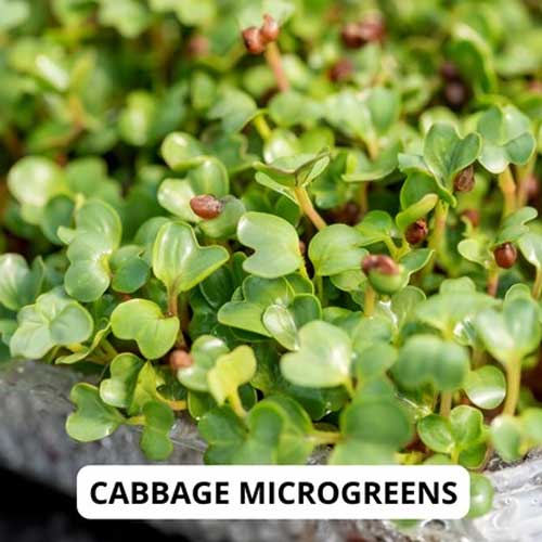 Cabbage Microgreen Seeds