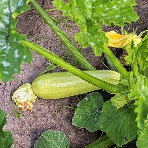 Zucchini Light Green Long Seeds