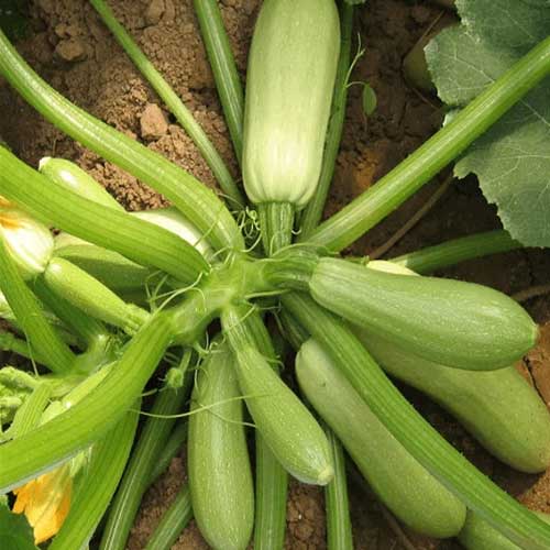 Zucchini Light Green Long Seeds