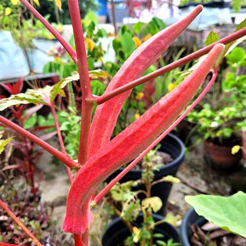 Red Elephant Tusk Okra Ladies Finger Seeds