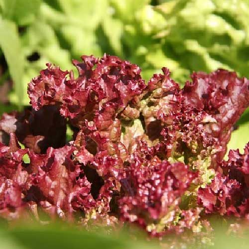 Lettuce Red Lollo Rossa Seeds