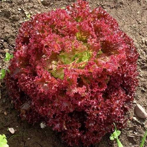 Lettuce Red Lollo Rossa Seeds