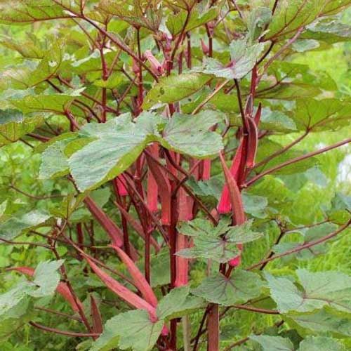 Red Elephant Tusk Okra Ladies Finger Seeds