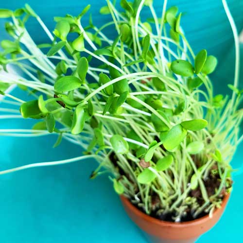 Flax Microgreen Seeds