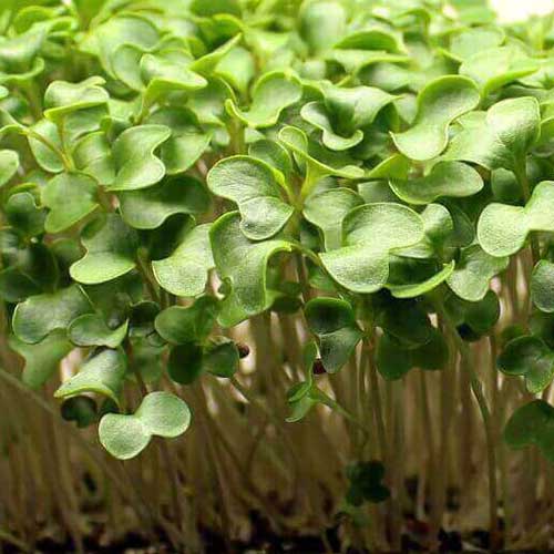 Cauliflower Microgreen Seeds