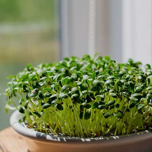 Fenugreek Methi Microgreen Seeds