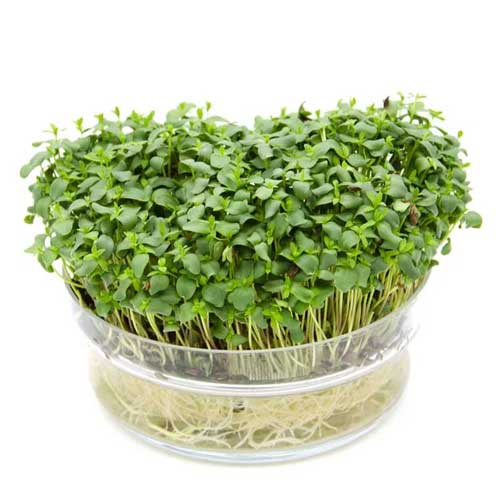 Flax Microgreen Seeds