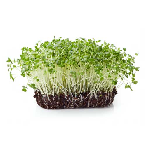 Cauliflower Microgreen Seeds