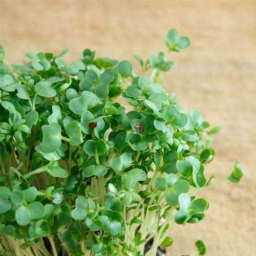 Garden Cress Microgreen Seeds