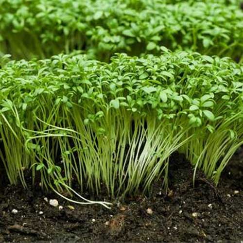 Garden Cress Microgreen Seeds