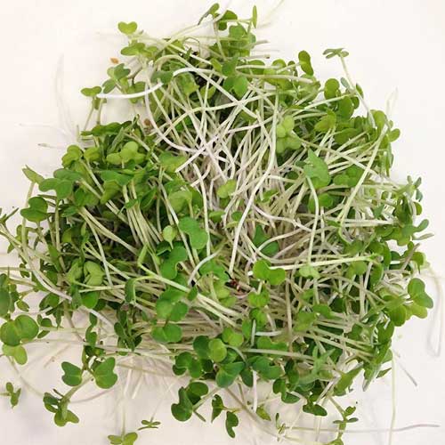 Green Mustard Microgreen Seeds