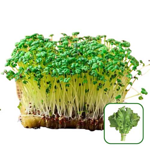 Green Mustard Microgreen Seeds