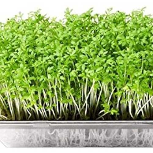 Parsley Microgreen Seeds