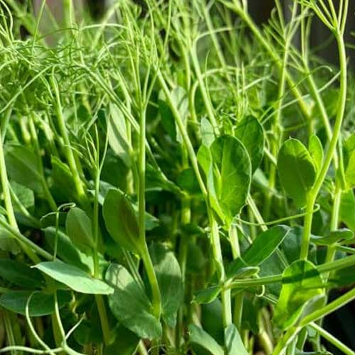 Peas Affila Microgreen Seeds