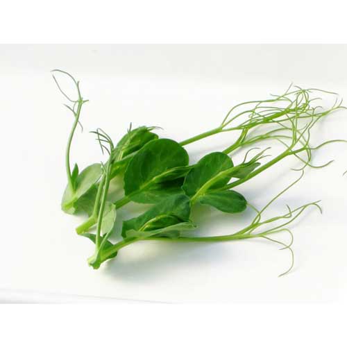 Peas Affila Microgreen Seeds