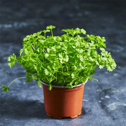 Parsley Microgreen Seeds