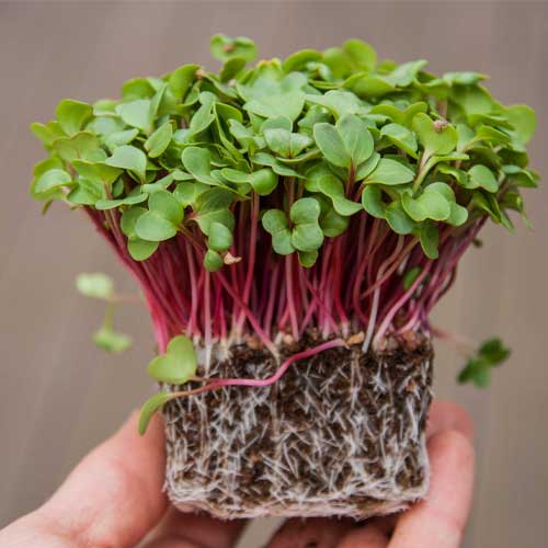 Radish Pink Microgreen Seeds