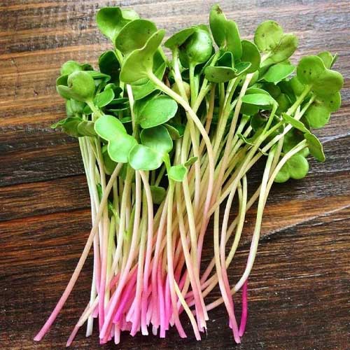 Radish China Rose Microgreen Seeds