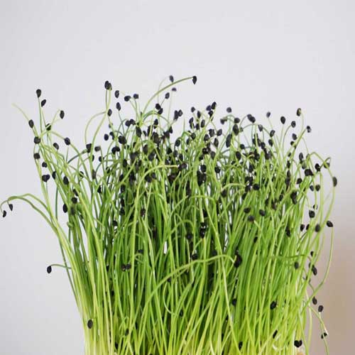 Onion Microgreen Seeds