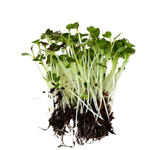 Pak Choi Microgreen Seeds