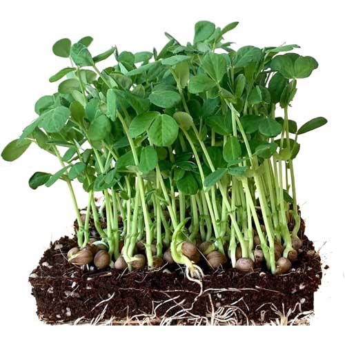 Peas Microgreen Seeds