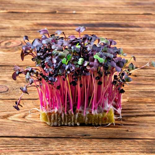 Radish Purple Sango Microgreen Seeds