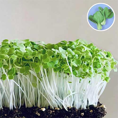 Pak Choi Microgreen Seeds