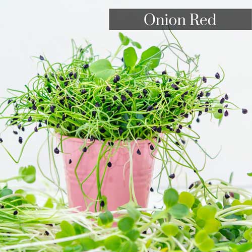 Onion Microgreen Seeds