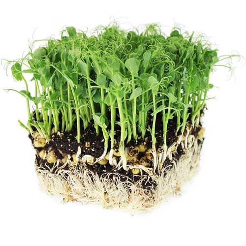 Peas Microgreen Seeds