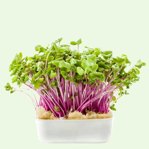 Radish Pink Microgreen Seeds