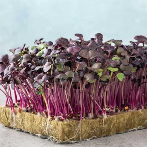 Radish Purple Sango Microgreen Seeds