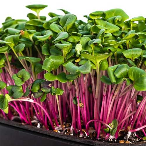 Radish China Rose Microgreen Seeds