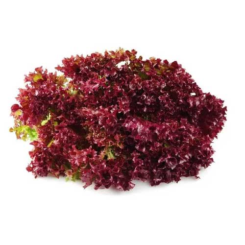 Red Lettuce Lollo Rosso Microgreen Seeds