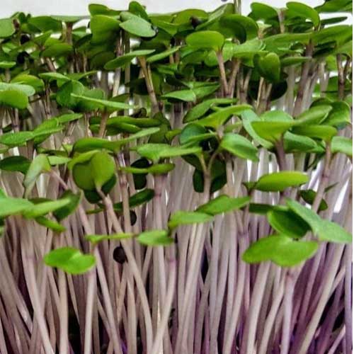 Kale Red Russian Microgreen Seeds