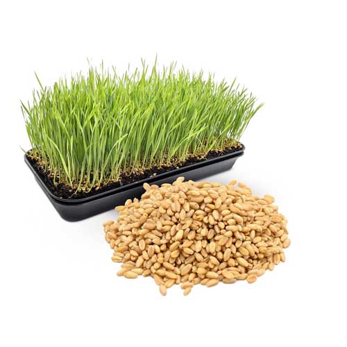 Wheatgrass Microgreen Seeds